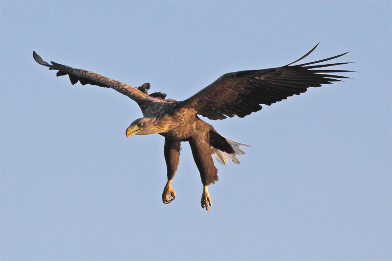 Seeadler