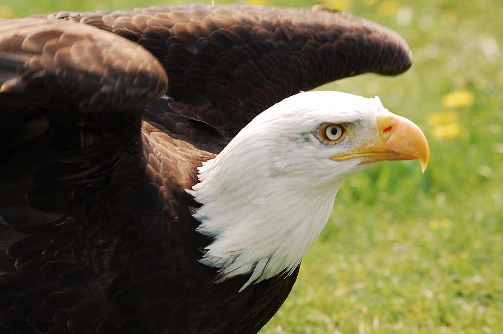 Seeadler