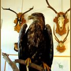 Seeadler