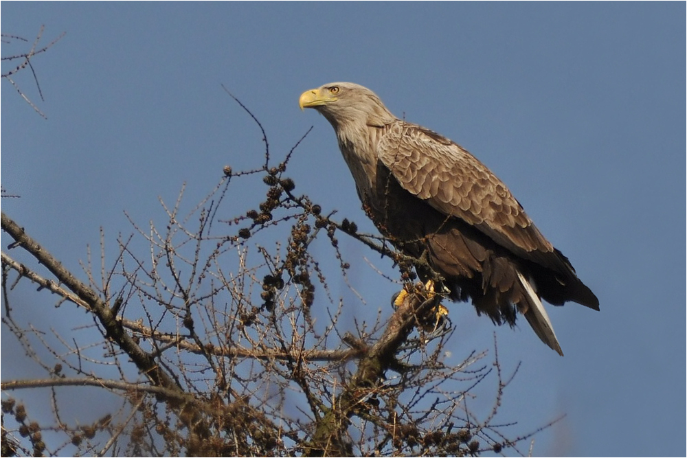 Seeadler