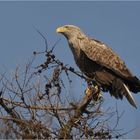 Seeadler