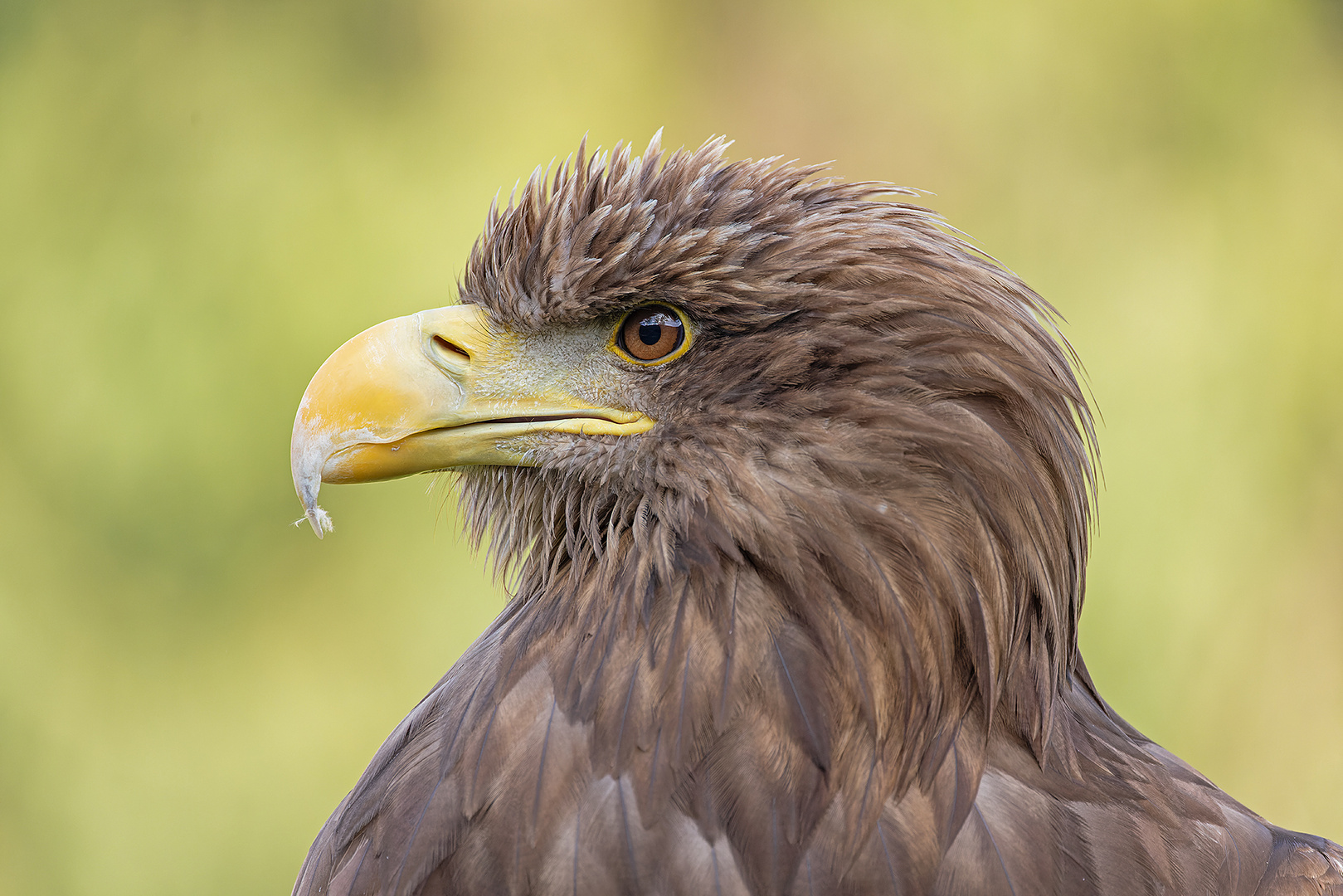 Seeadler