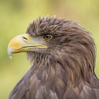 Seeadler