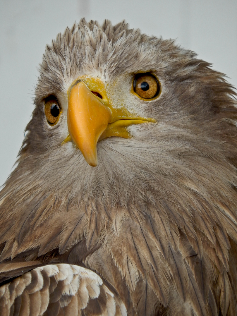 Seeadler