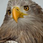 Seeadler