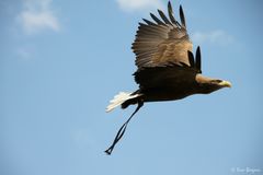 Seeadler