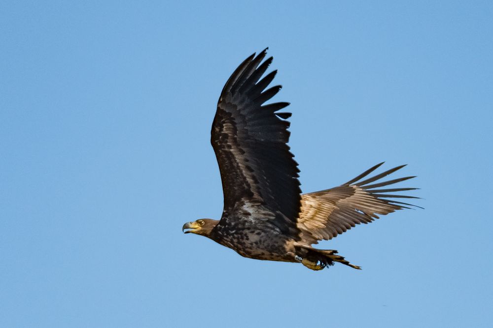 Seeadler