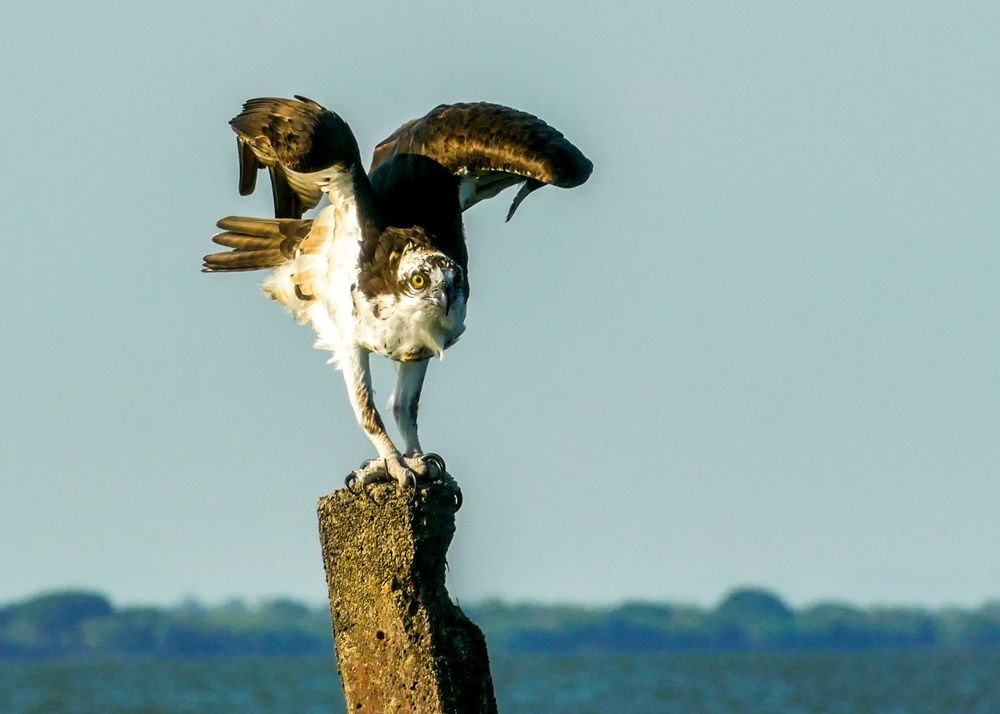 Seeadler