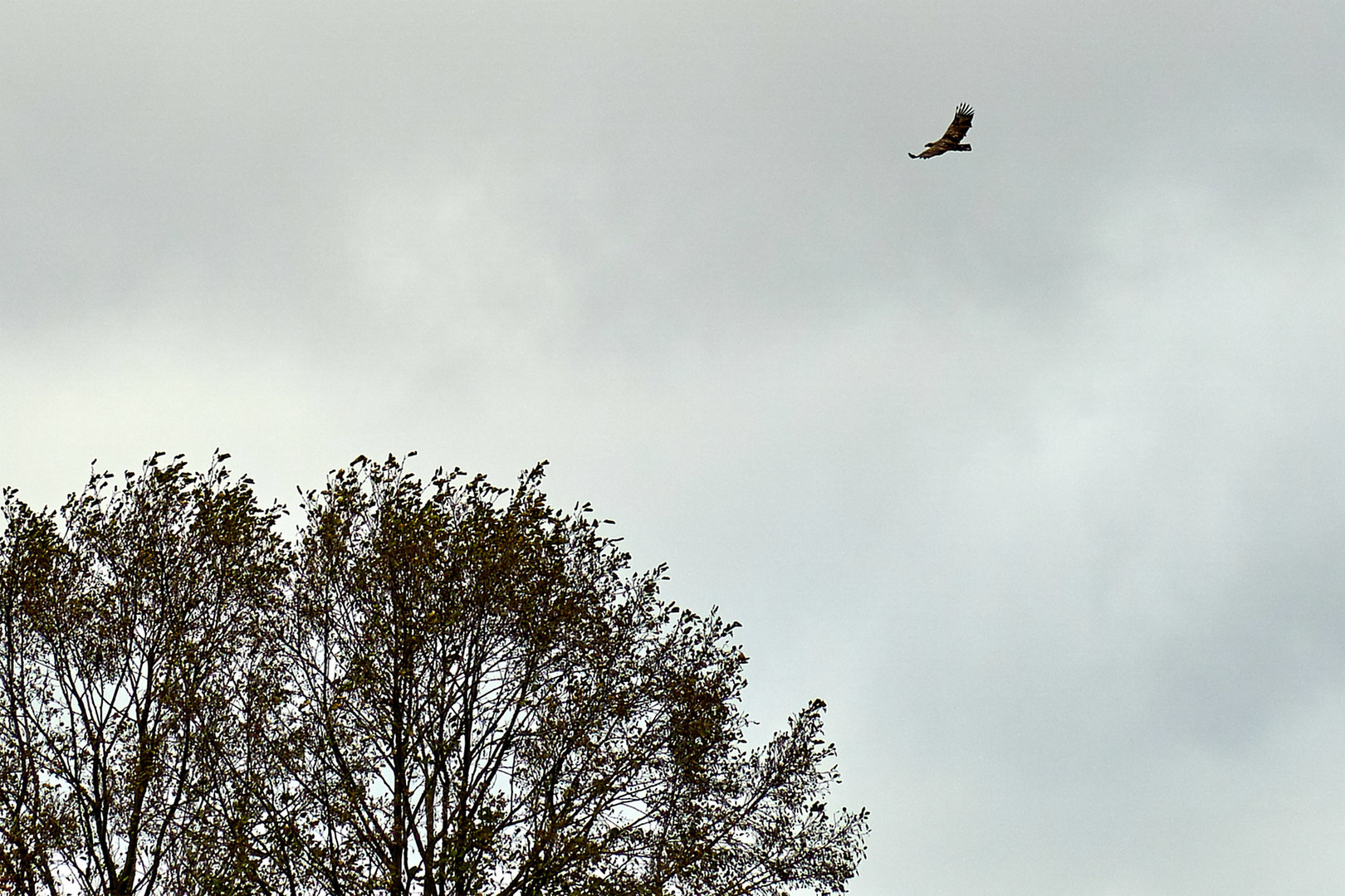 Seeadler