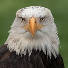 Seeadler