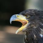 Seeadler