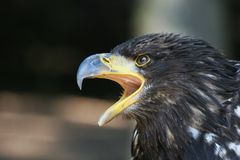 Seeadler