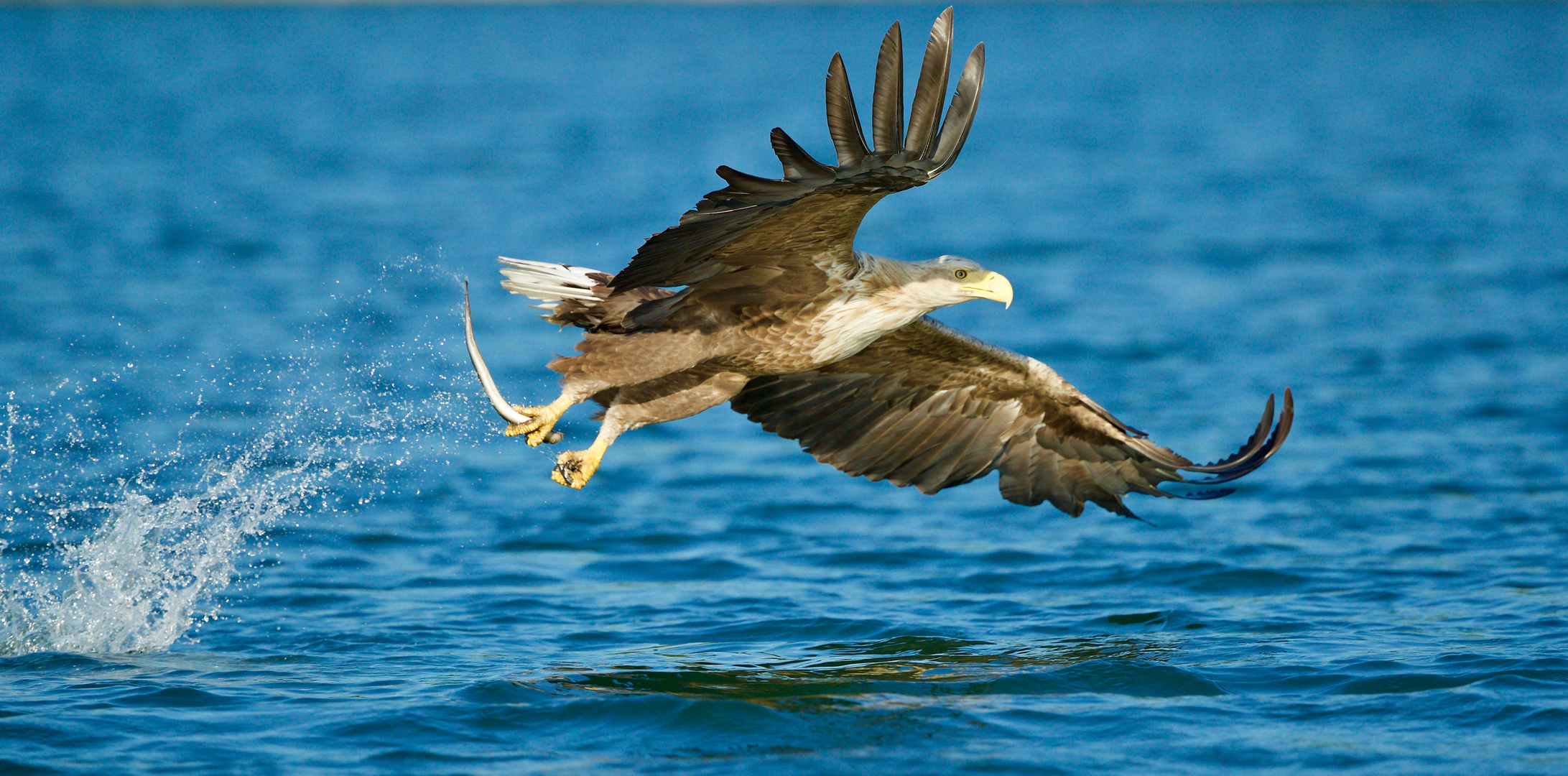 Seeadler