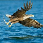 Seeadler