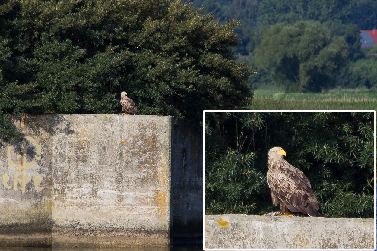 Seeadler