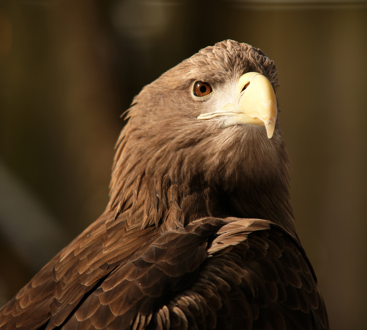 Seeadler