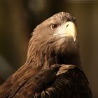 Seeadler