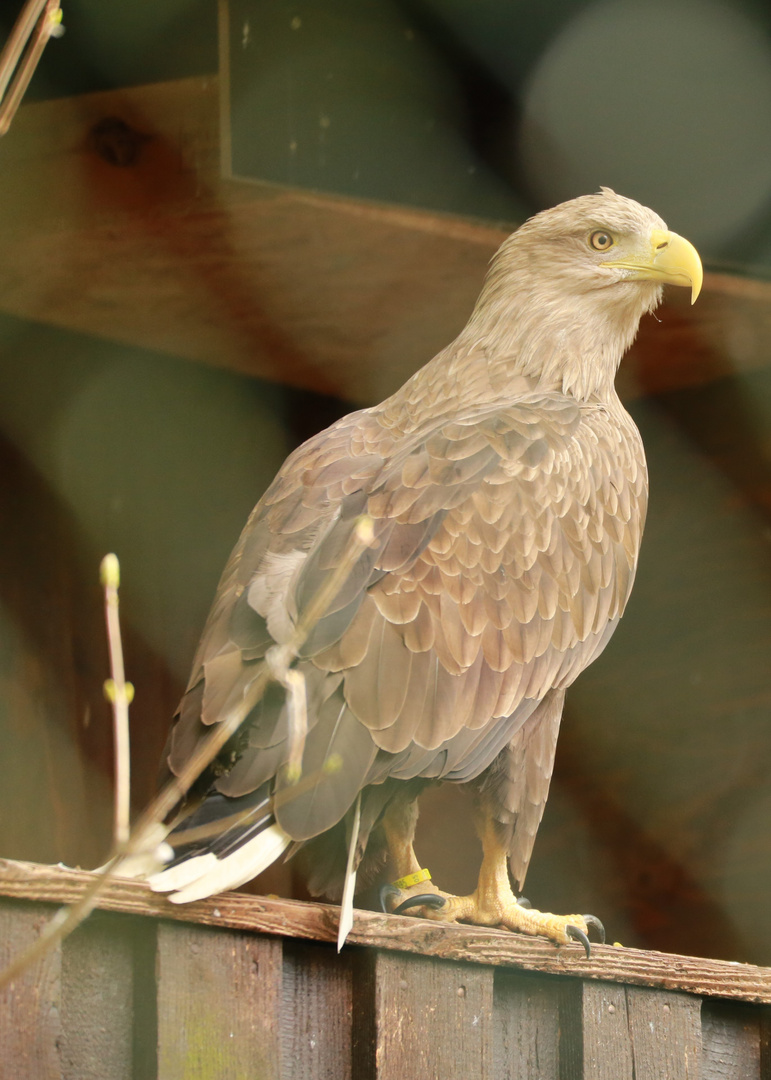 Seeadler 