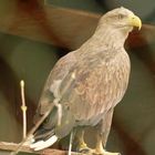 Seeadler 