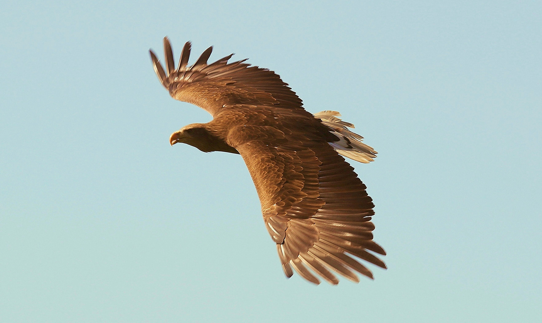 Seeadler