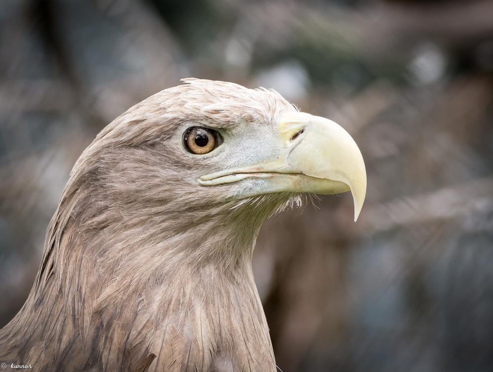 Seeadler