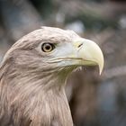 Seeadler