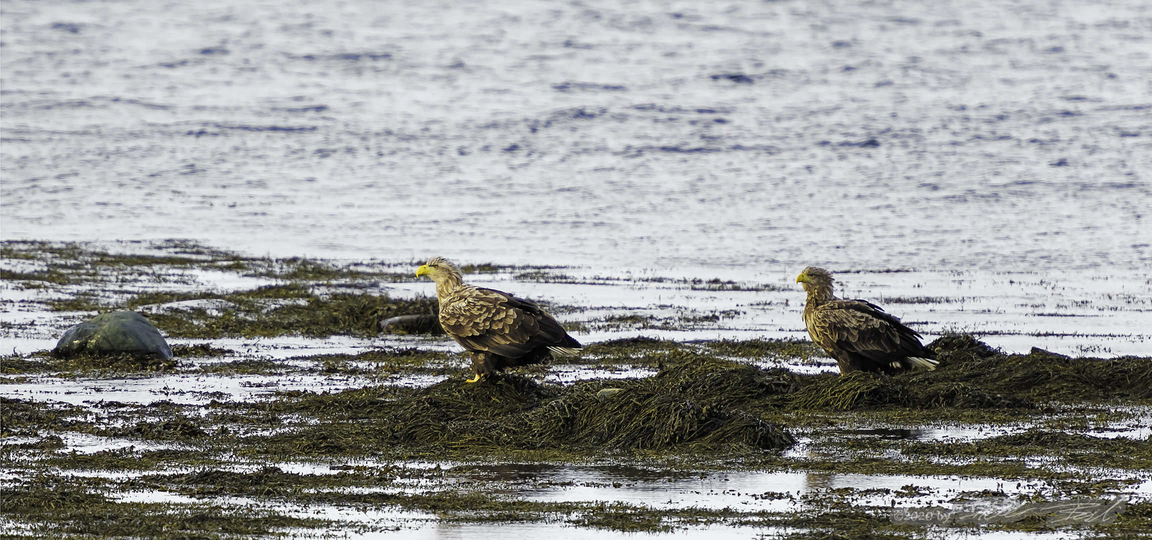 Seeadler