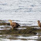 Seeadler