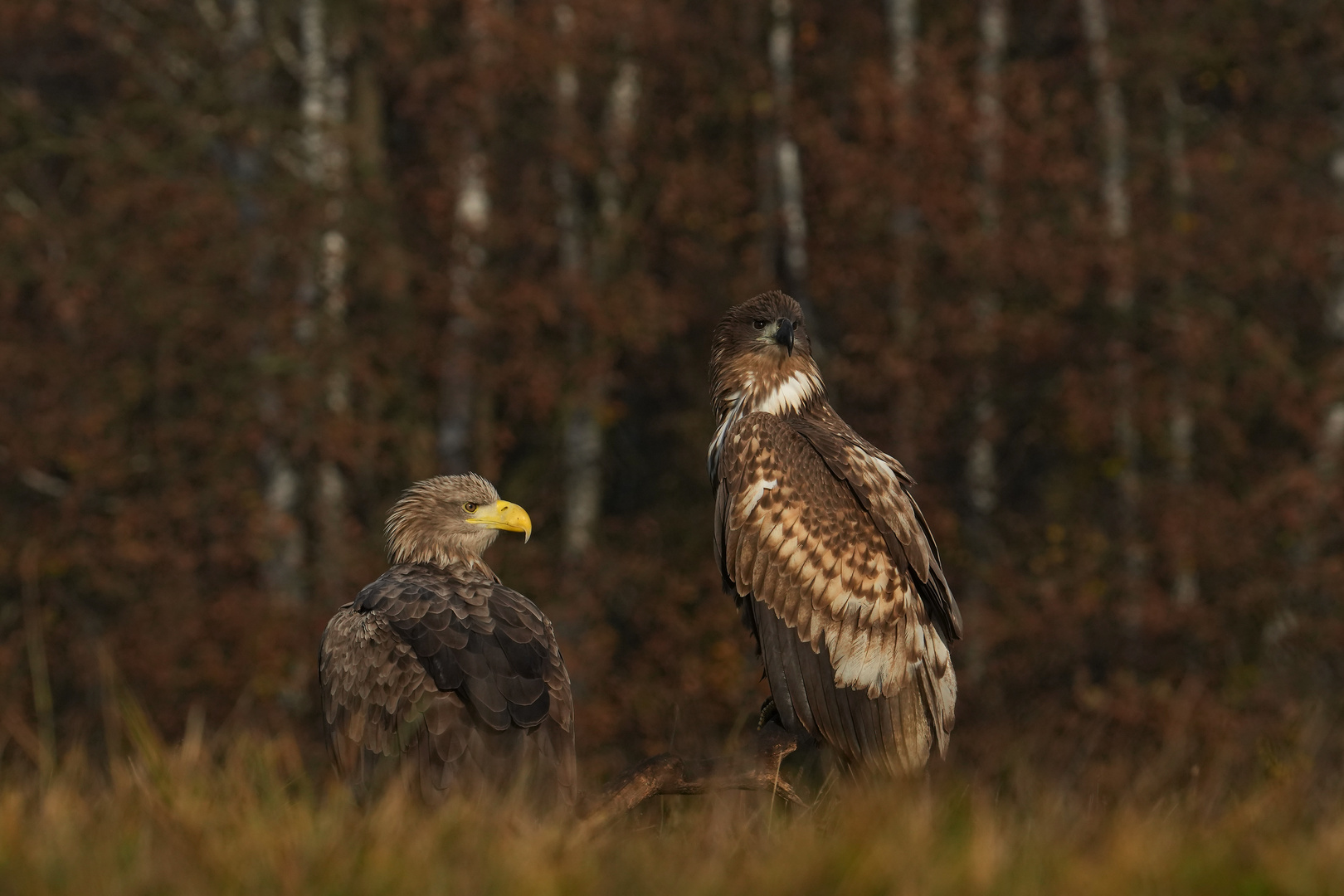 Seeadler  