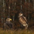 Seeadler  