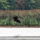 Seeadler