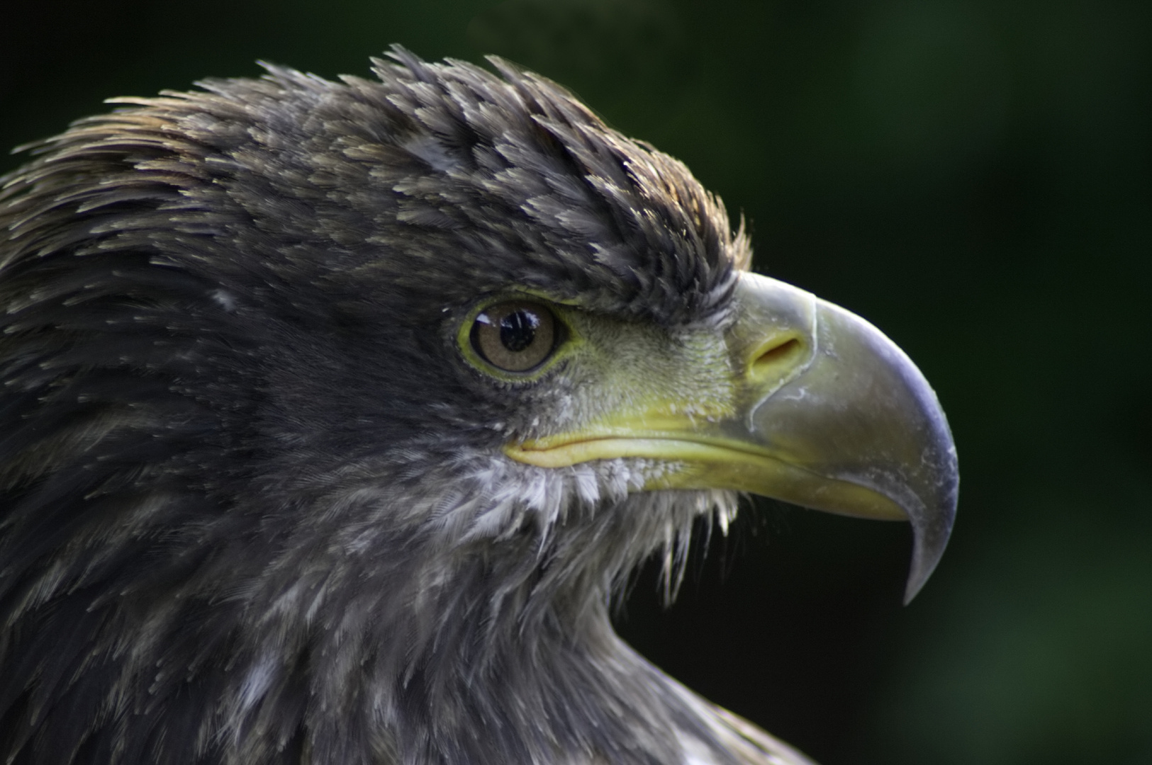 Seeadler