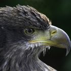 Seeadler