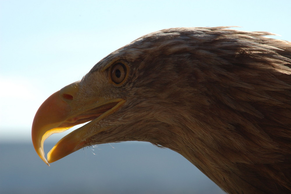 Seeadler