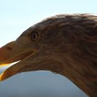 Seeadler