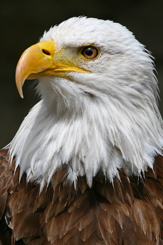 Seeadler!