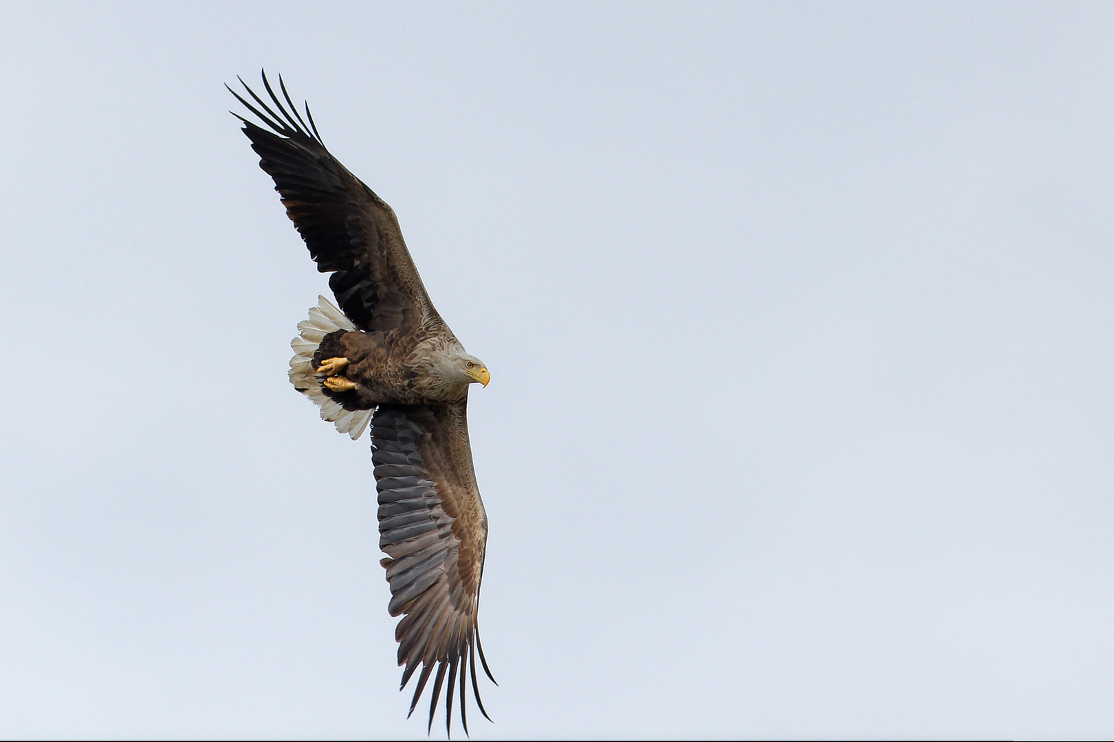 Seeadler