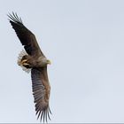 Seeadler