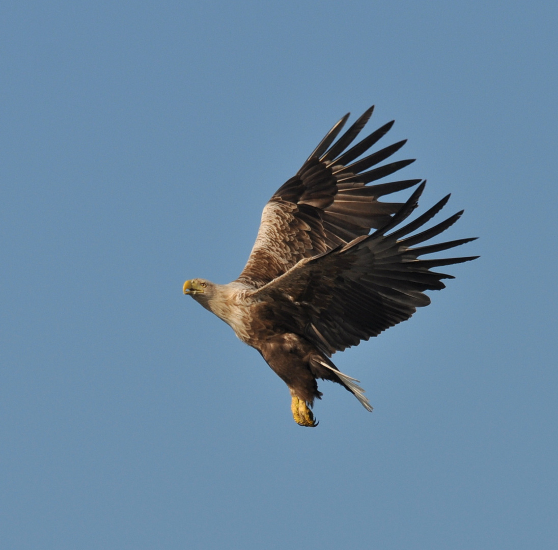 Seeadler