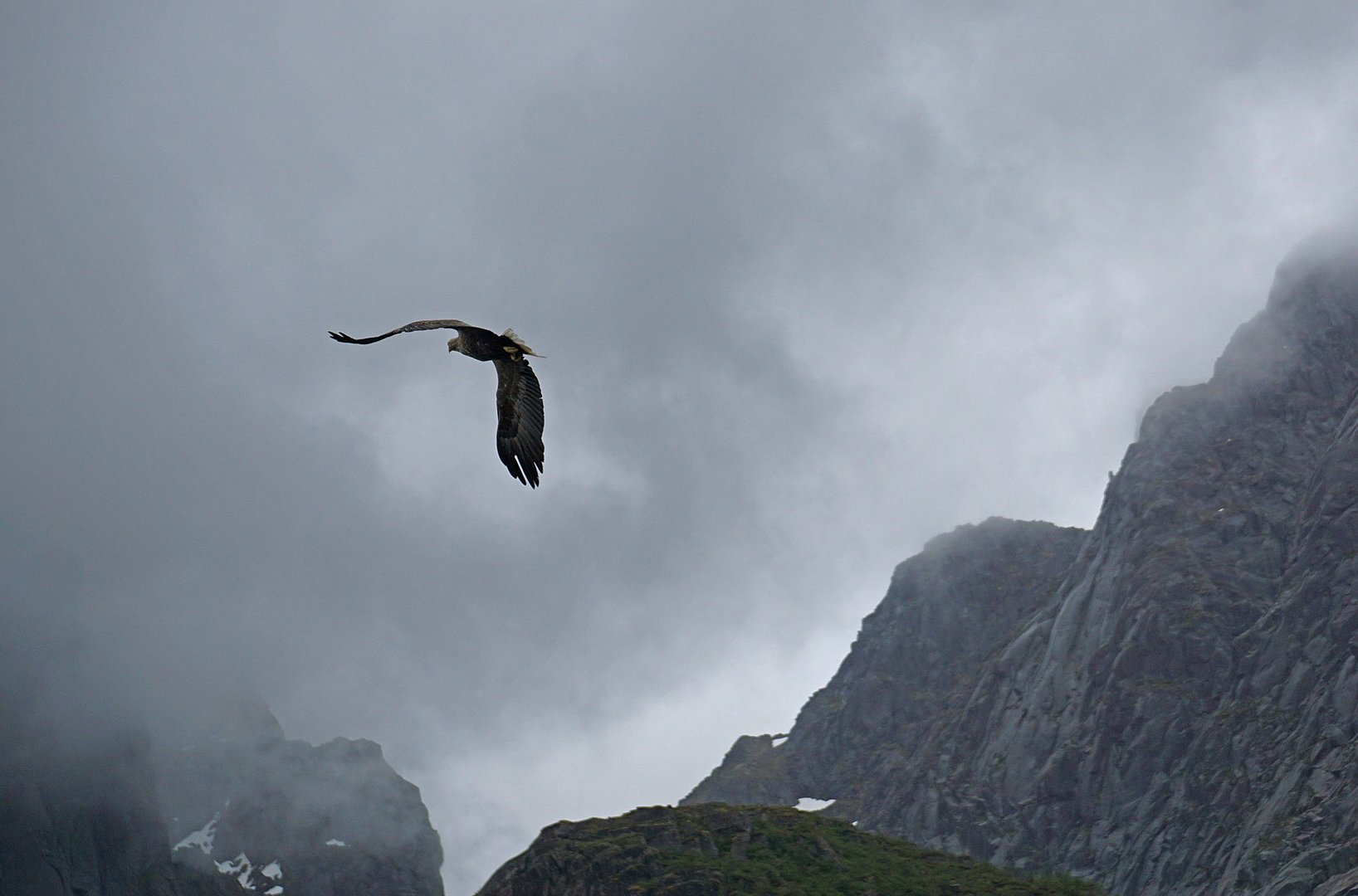 Seeadler