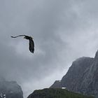 Seeadler