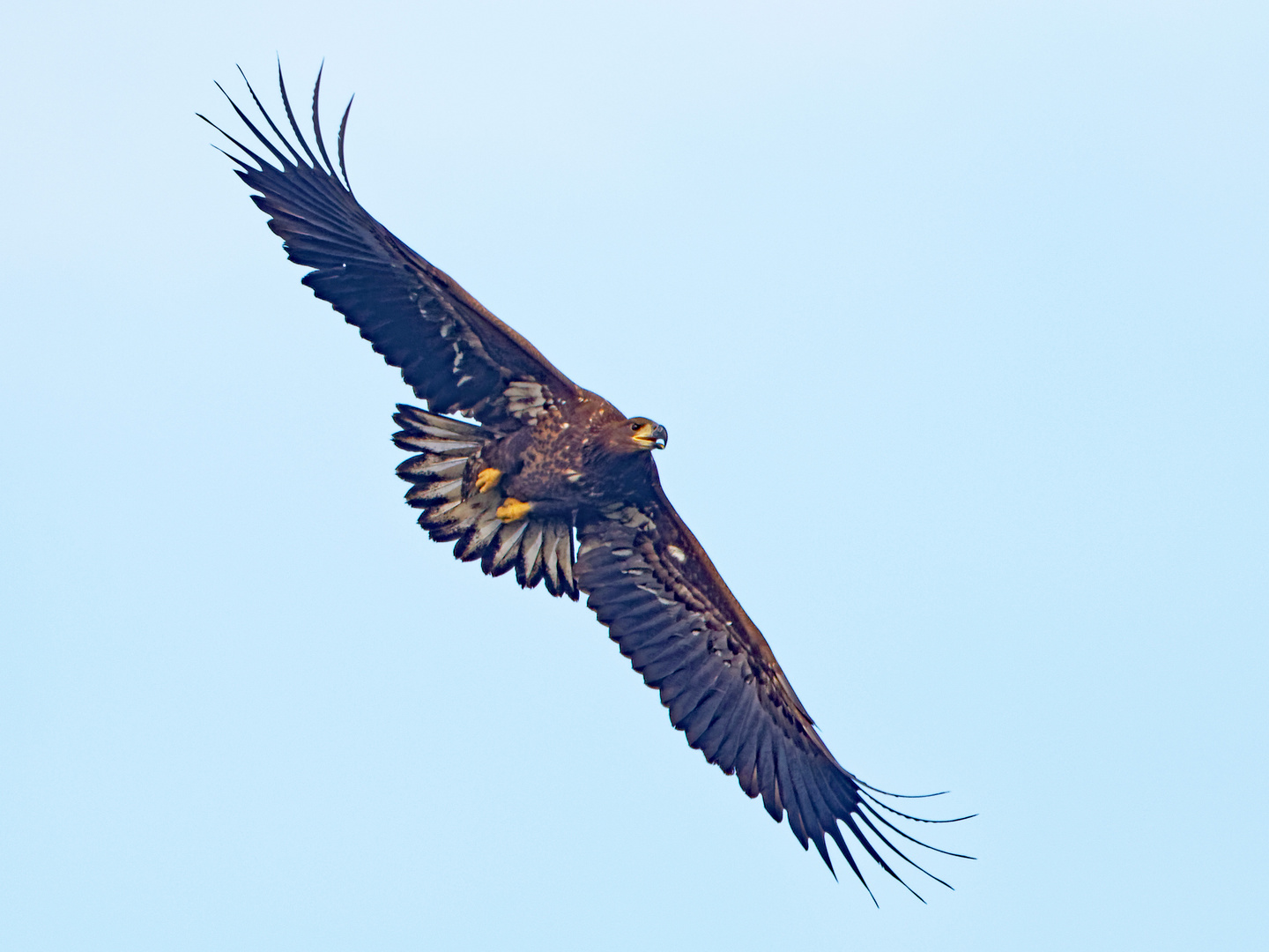 Seeadler