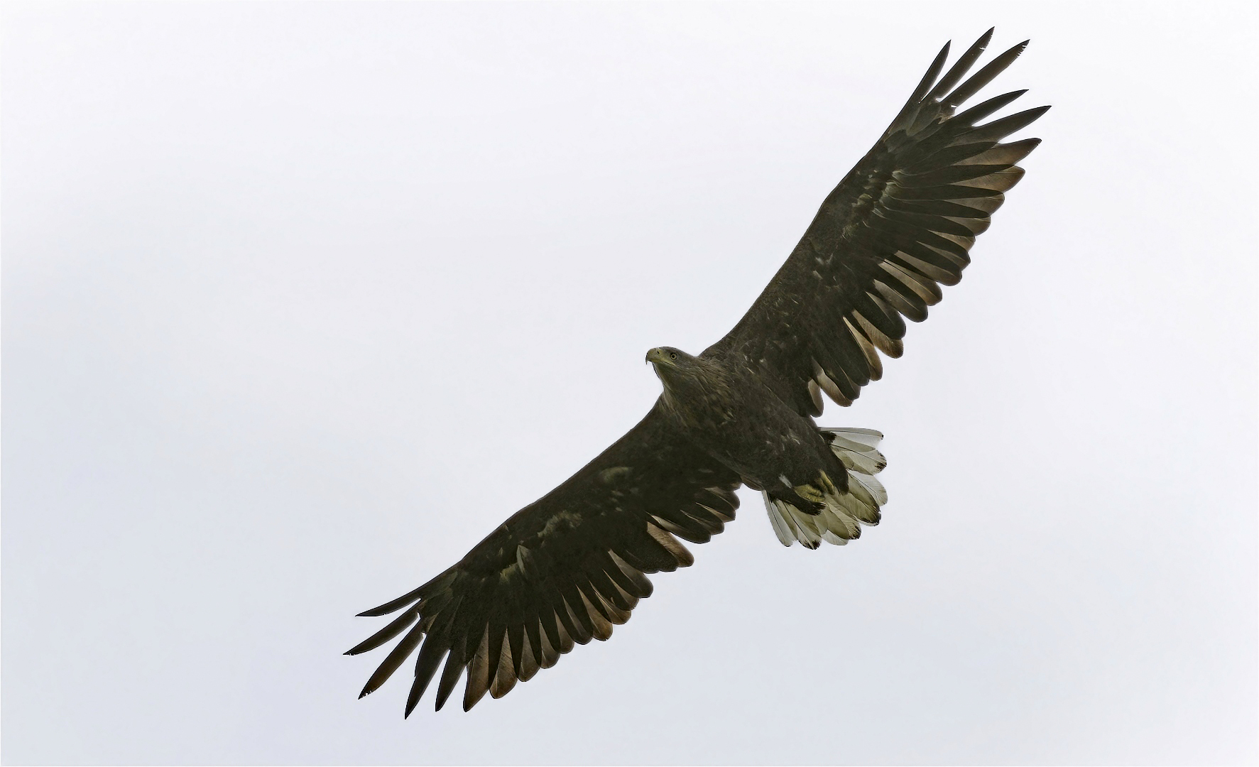 Seeadler 