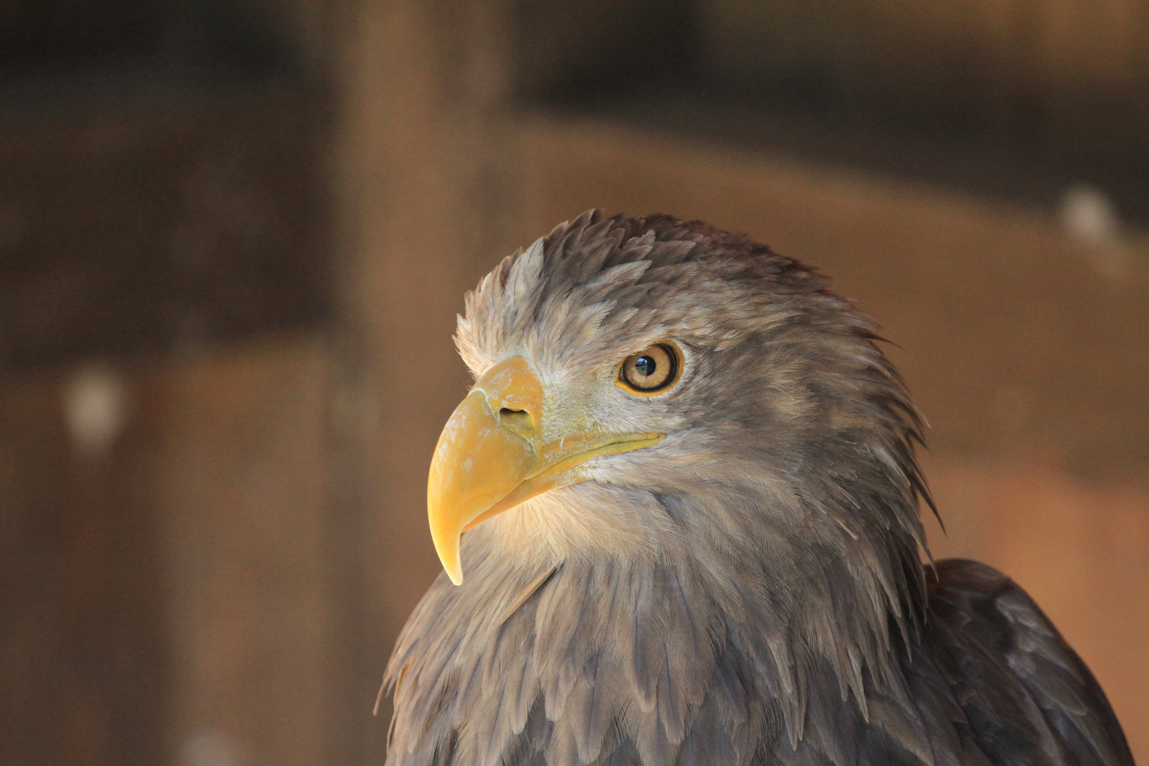 Seeadler