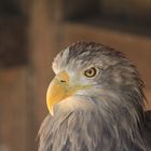 Seeadler