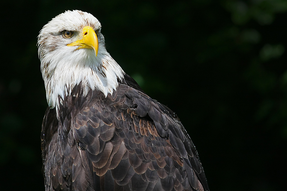 Seeadler