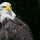 Seeadler