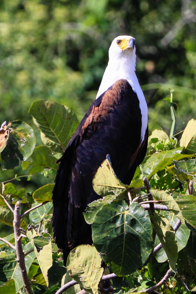 Seeadler...