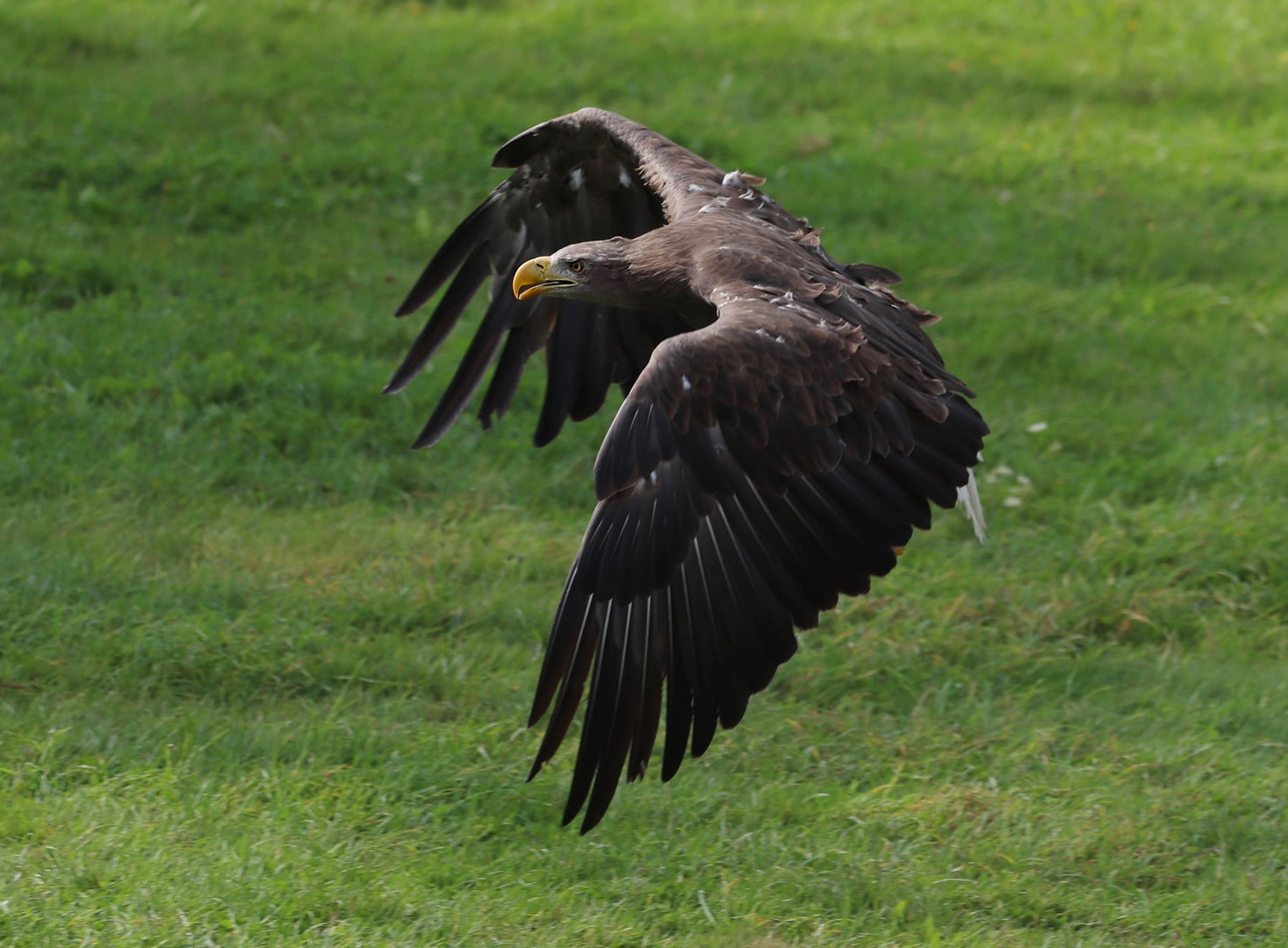 Seeadler 