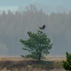 Seeadler